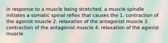 in response to a muscle being stretched, a muscle spindle initiates a somatic spinal reflex that causes the 1. contraction of the agonist muscle 2. relaxation of the antagonist muscle 3. contraction of the antagonist muscle 4. relaxation of the agonist muscle