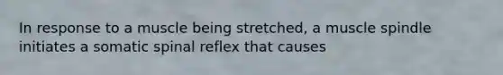 In response to a muscle being stretched, a muscle spindle initiates a somatic spinal reflex that causes