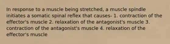 In response to a muscle being stretched, a muscle spindle initiates a somatic spinal reflex that causes- 1. contraction of the effector's muscle 2. relaxation of the antagonist's muscle 3. contraction of the antagonist's muscle 4. relaxation of the effector's muscle