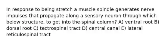 In response to being stretch a muscle spindle generates nerve impulses that propagate along a sensory neuron through which below structure, to get into the spinal column? A) ventral root B) dorsal root C) tectrospinal tract D) central canal E) lateral reticulospinal tract