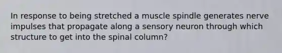 In response to being stretched a muscle spindle generates nerve impulses that propagate along a sensory neuron through which structure to get into the spinal column?