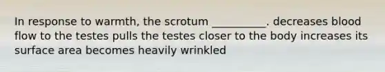 In response to warmth, the scrotum __________. decreases blood flow to the testes pulls the testes closer to the body increases its surface area becomes heavily wrinkled