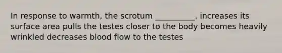 In response to warmth, the scrotum __________. increases its surface area pulls the testes closer to the body becomes heavily wrinkled decreases blood flow to the testes