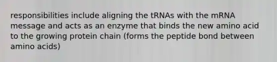 responsibilities include aligning the tRNAs with the mRNA message and acts as an enzyme that binds the new amino acid to the growing protein chain (forms the peptide bond between <a href='https://www.questionai.com/knowledge/k9gb720LCl-amino-acids' class='anchor-knowledge'>amino acids</a>)