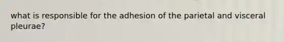 what is responsible for the adhesion of the parietal and visceral pleurae?