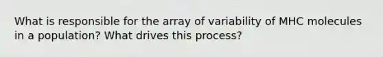 What is responsible for the array of variability of MHC molecules in a population? What drives this process?