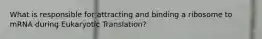 What is responsible for attracting and binding a ribosome to mRNA during Eukaryotic Translation?