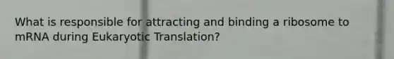 What is responsible for attracting and binding a ribosome to mRNA during Eukaryotic Translation?