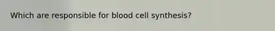 Which are responsible for blood cell synthesis?