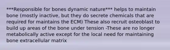 ***Responsible for bones dynamic nature*** helps to maintain bone (mostly inactive, but they do secrete chemicals that are required for maintains the ECM) These also recruit osteoblast to build up areas of the bone under tension -These are no longer metabolically active except for the local need for maintaining bone extracellular matrix