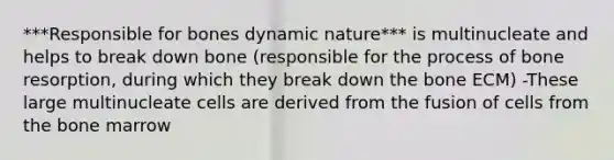 ***Responsible for bones dynamic nature*** is multinucleate and helps to break down bone (responsible for the process of bone resorption, during which they break down the bone ECM) -These large multinucleate cells are derived from the fusion of cells from the bone marrow