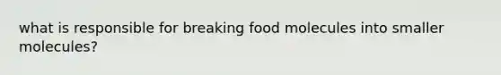 what is responsible for breaking food molecules into smaller molecules?