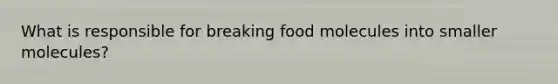 What is responsible for breaking food molecules into smaller molecules?