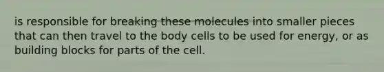 is responsible for breaking these molecules into smaller pieces that can then travel to the body cells to be used for energy, or as building blocks for parts of the cell.