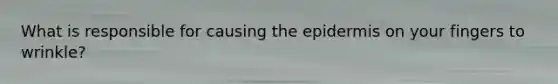 What is responsible for causing the epidermis on your fingers to wrinkle?
