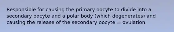 Responsible for causing the primary oocyte to divide into a secondary oocyte and a polar body (which degenerates) and causing the release of the secondary oocyte = ovulation.