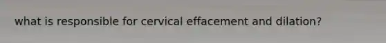 what is responsible for cervical effacement and dilation?