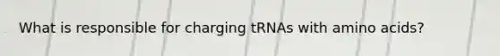 What is responsible for charging tRNAs with amino acids?