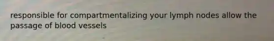responsible for compartmentalizing your lymph nodes allow the passage of blood vessels