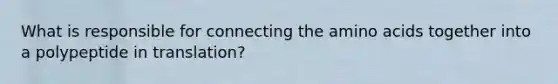 What is responsible for connecting the amino acids together into a polypeptide in translation?