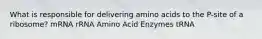 What is responsible for delivering amino acids to the P-site of a ribosome? mRNA rRNA Amino Acid Enzymes tRNA