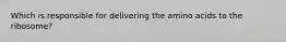 Which is responsible for delivering the amino acids to the ribosome?