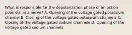 What is responsible for the depolarization phase of an action potential in a nerve? A. Opening of the voltage gated potassium channel B. Closing of the voltage gated potassium channels C. Closing of the voltage gated sodium channels D. Opening of the voltage gated sodium channels