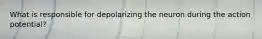 What is responsible for depolarizing the neuron during the action potential?