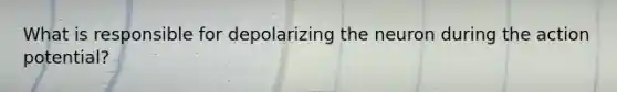 What is responsible for depolarizing the neuron during the action potential?