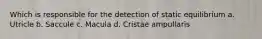 Which is responsible for the detection of static equilibrium a. Utricle b. Saccule c. Macula d. Cristae ampullaris