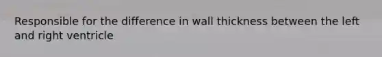 Responsible for the difference in wall thickness between the left and right ventricle