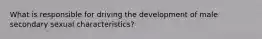 What is responsible for driving the development of male secondary sexual characteristics?