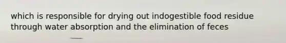 which is responsible for drying out indogestible food residue through water absorption and the elimination of feces