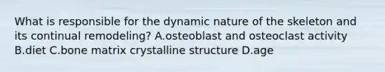 What is responsible for the dynamic nature of the skeleton and its continual remodeling? A.osteoblast and osteoclast activity B.diet C.bone matrix crystalline structure D.age