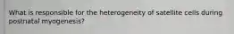 What is responsible for the heterogeneity of satellite cells during postnatal myogenesis?