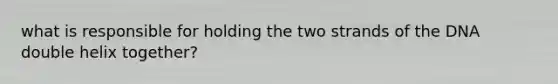 what is responsible for holding the two strands of the DNA double helix together?