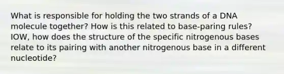 What is responsible for holding the two strands of a DNA molecule together? How is this related to base-paring rules? IOW, how does the structure of the specific nitrogenous bases relate to its pairing with another nitrogenous base in a different nucleotide?