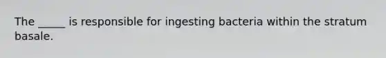 The _____ is responsible for ingesting bacteria within the stratum basale.