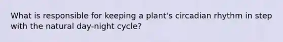 What is responsible for keeping a plant's circadian rhythm in step with the natural day-night cycle?