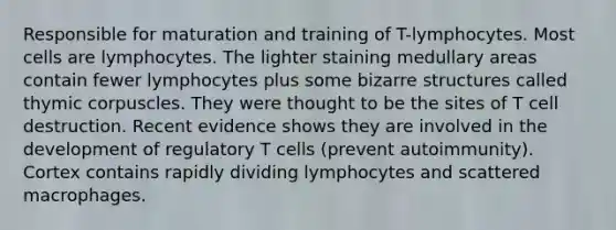 Responsible for maturation and training of T-lymphocytes. Most cells are lymphocytes. The lighter staining medullary areas contain fewer lymphocytes plus some bizarre structures called thymic corpuscles. They were thought to be the sites of T cell destruction. Recent evidence shows they are involved in the development of regulatory T cells (prevent autoimmunity). Cortex contains rapidly dividing lymphocytes and scattered macrophages.