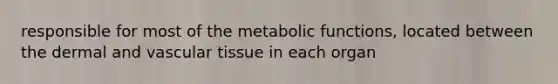 responsible for most of the metabolic functions, located between the dermal and vascular tissue in each organ