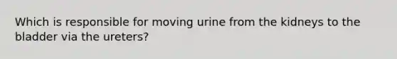 Which is responsible for moving urine from the kidneys to the bladder via the ureters?