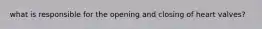 what is responsible for the opening and closing of heart valves?