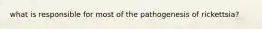 what is responsible for most of the pathogenesis of rickettsia?