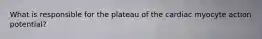 What is responsible for the plateau of the cardiac myocyte action potential?