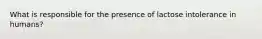 What is responsible for the presence of lactose intolerance in humans?