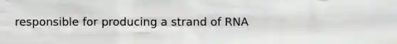responsible for producing a strand of RNA