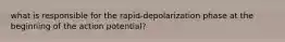 what is responsible for the rapid-depolarization phase at the beginning of the action potential?