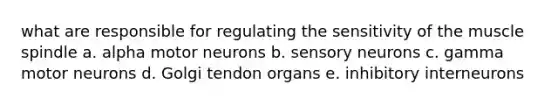 what are responsible for regulating the sensitivity of the muscle spindle a. alpha motor neurons b. sensory neurons c. gamma motor neurons d. Golgi tendon organs e. inhibitory interneurons