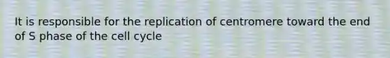 It is responsible for the replication of centromere toward the end of S phase of the cell cycle